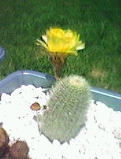 Cactus