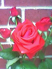 Red Rose