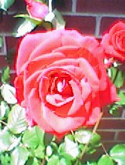 Red Rose