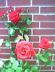 Red Rose