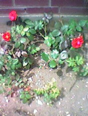 Roses