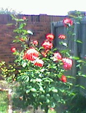 Roses