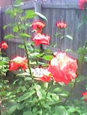 Standing Roses