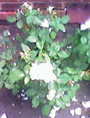 Yellow Rose