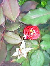 Red Rose