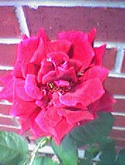 Red Rose