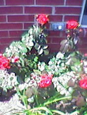 Red Rose