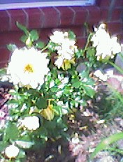 Yellow Rose