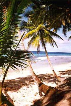 maldives coconut palms
