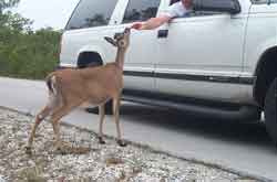 Key Deer