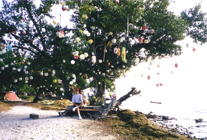 Sweethart Tree