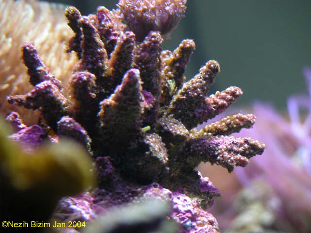 Acropora