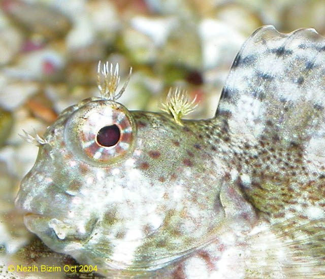 Algae eater goby&nbsp; 