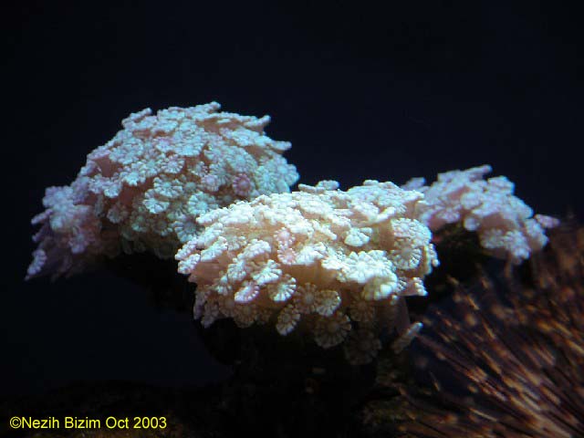 Alveopora