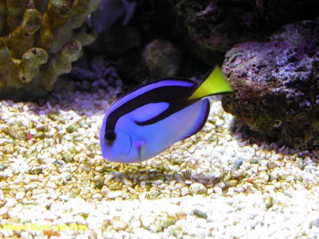 Paracanthurus hepatus