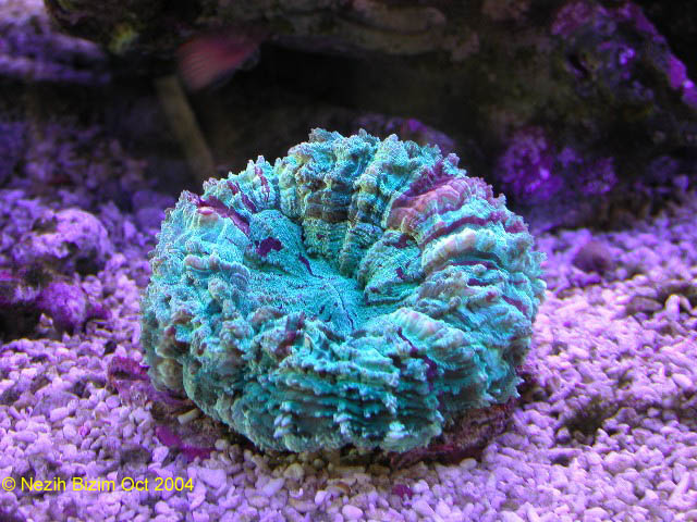 Cynarina