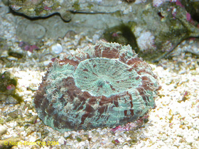 Cynarina