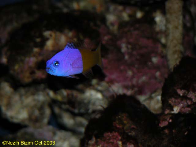 Pseudocromis Paccagnellae