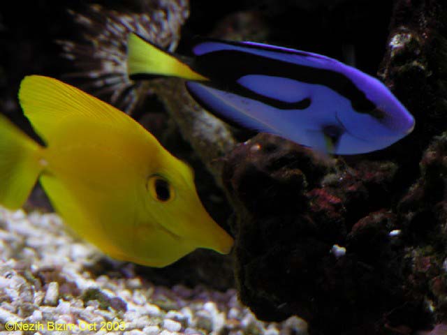 Blue & Yellow Tang