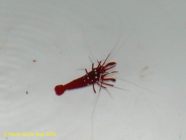 Lysmata debelius 