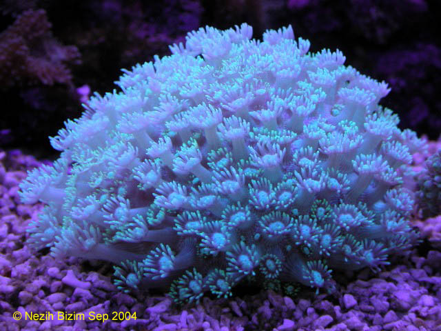 Goniopora