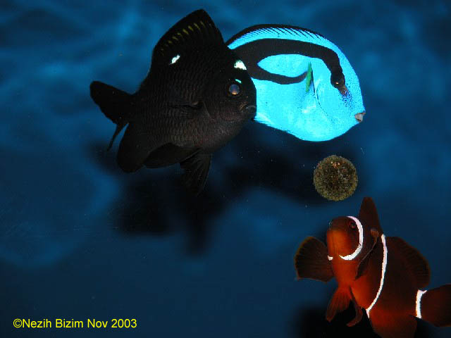 Feeding fish