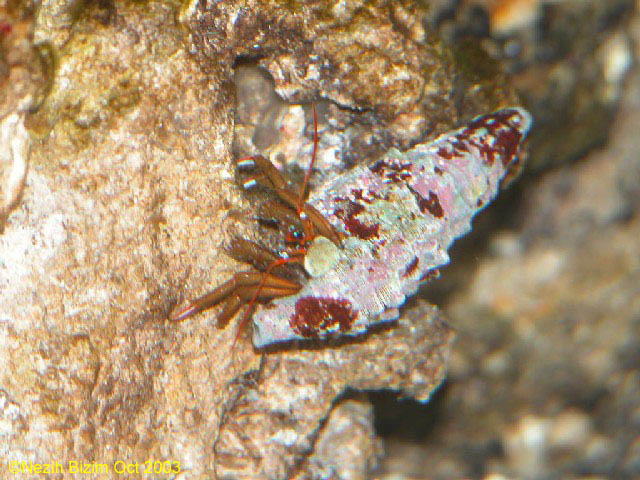 Hermit Crab