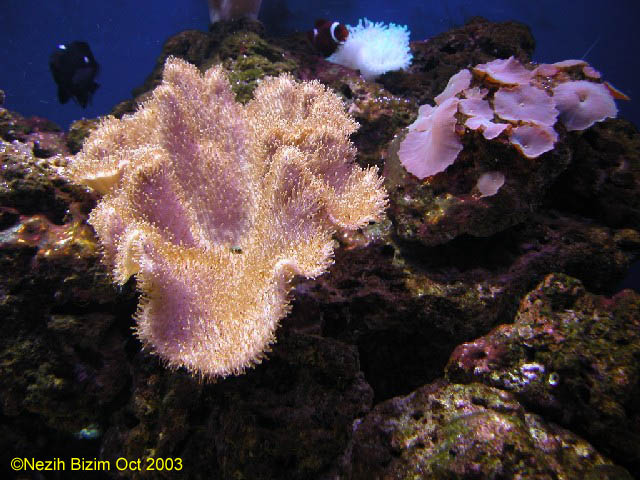Sarcophyton