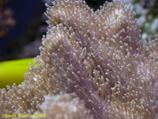 Sarcophyton 
