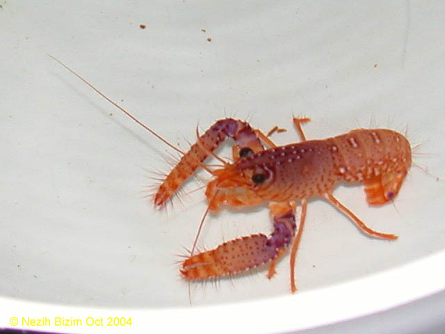 Enoplometopus daumi 