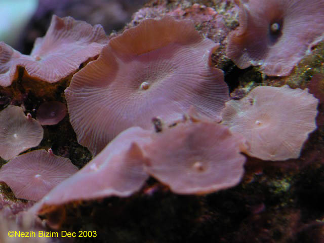 Actinodiscus/Discosoma
