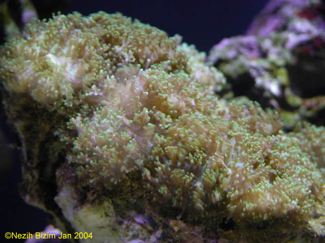 Rhodactis