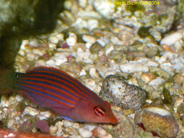 Pseudocheilinus hexataenia 
