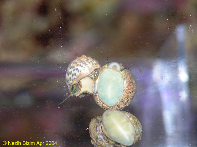 Monodonta turbinata
