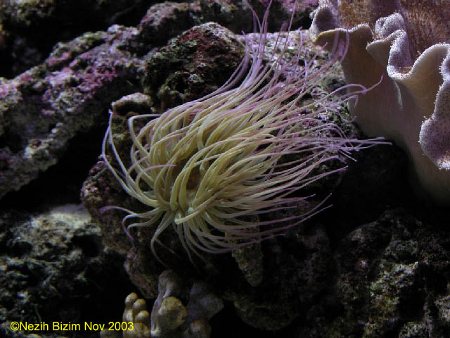 Anemonia sulcata