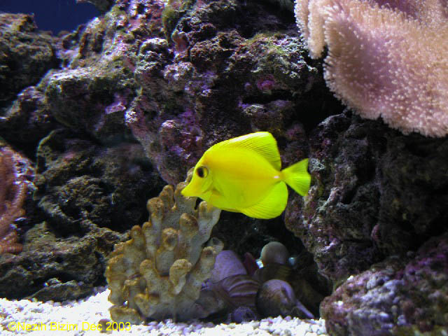 Zebrasoma flavescens