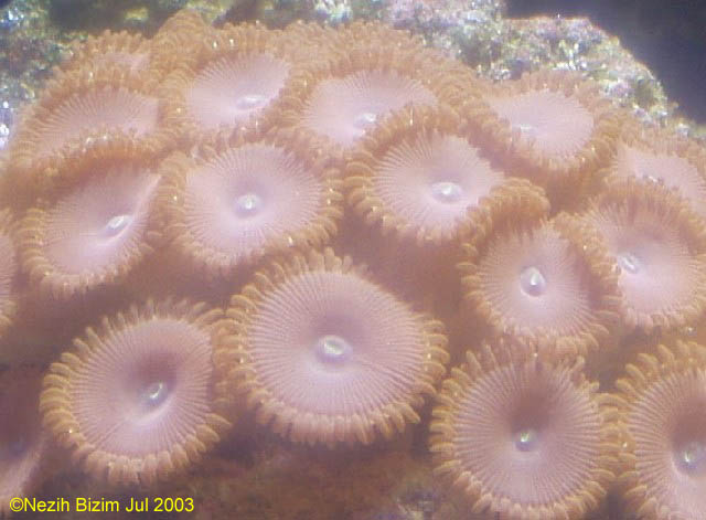 Button Polyp