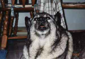 fmoxie.jpg 8kb