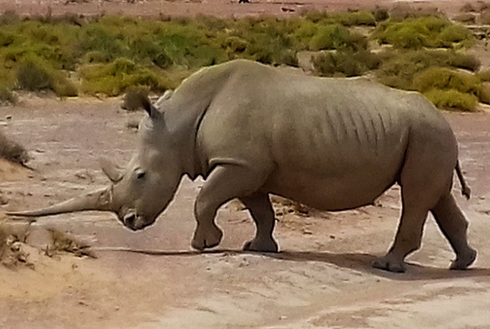 Image of rhino, Aquila Game Reserve
