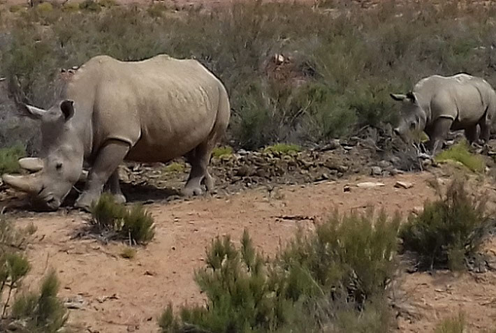 Image of rhinos, Aquila Game Reserve