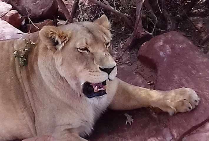 Image of lioness, Aquila Game Reserve