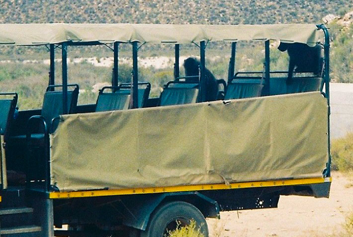 Image of baboons in the truck, Aquila Game Reserve