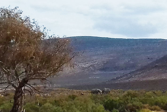 Image of elephants, Aquila Game Reserve
