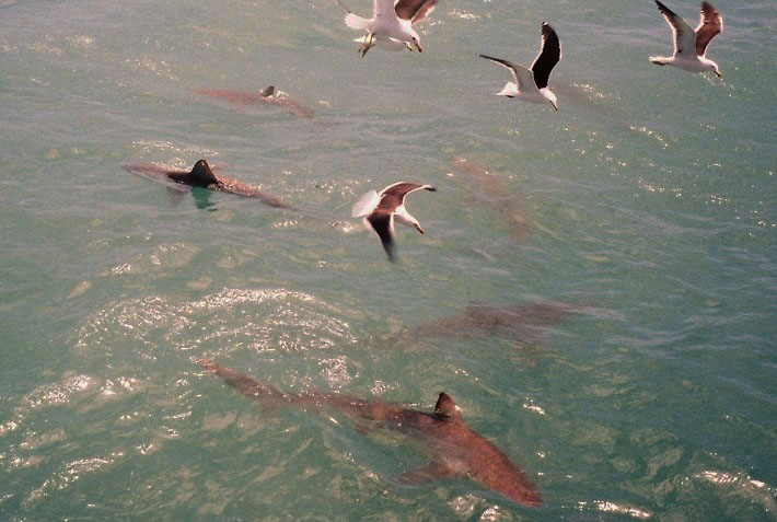Image of Copper sharks