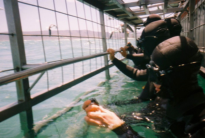 Image of cage divers