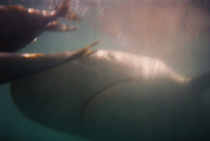 Image of Great White shark