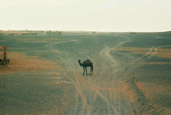 Image of camel