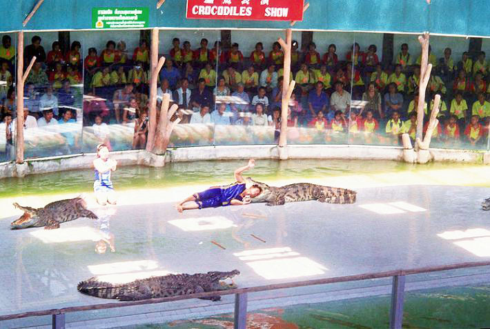 Image of crocodile Image of crocodile