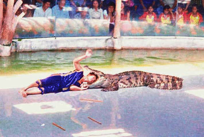 Image of crocodile Image of crocodile
