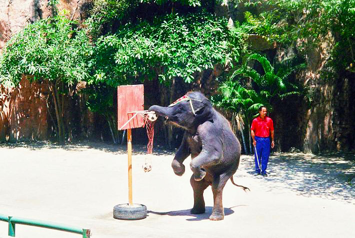 Image of elephant playing basketball Image of elephant playing basketball